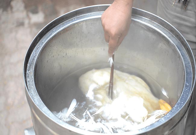 Sơ chế gia cầm trước khi cho vào máy vặt lông Sơ chế gia cầm trước khi cho vào máy vặt lông