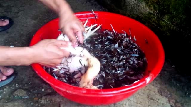 Cách vặt lông gà ác bằng tay truyền thống 